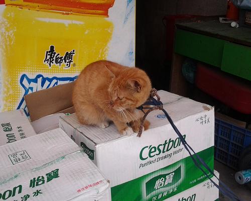 Sweet Chinese Ginger Cat